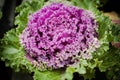 Ornamental cauliflower